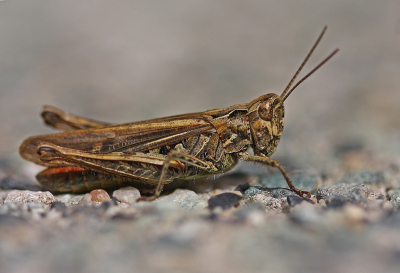 <i class='fa fa-user'></i>&nbsp;Cor&nbsp;|  Ratelaar&nbsp; <i class='fa fa-eye'>&nbsp;85</i> &nbsp;<i class='fa fa-thumbs-up'>&nbsp;11</i> &nbsp; <i class='fa fa-comment-o'>&nbsp;11</i>