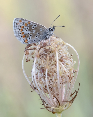 <i class='fa fa-user'></i>&nbsp;Johan van Gurp&nbsp;|  Bruin Blauwtje&nbsp; <i class='fa fa-eye'>&nbsp;64</i> &nbsp;<i class='fa fa-thumbs-up'>&nbsp;5</i> &nbsp; <i class='fa fa-comment-o'>&nbsp;1</i>