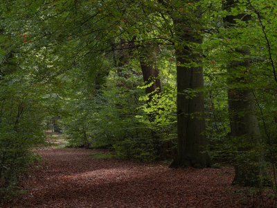 <i class='fa fa-user'></i>&nbsp;Tim Oord&nbsp;|  Verlicht bospad in herfstbos&nbsp; <i class='fa fa-eye'>&nbsp;57</i> &nbsp; <i class='fa fa-comment-o'>&nbsp;1</i>