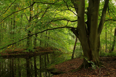 <i class='fa fa-user'></i>&nbsp;frbeuming&nbsp;|  Landschap&nbsp; <i class='fa fa-eye'>&nbsp;74</i> &nbsp;<i class='fa fa-thumbs-up'>&nbsp;3</i> &nbsp; <i class='fa fa-comment-o'>&nbsp;5</i>