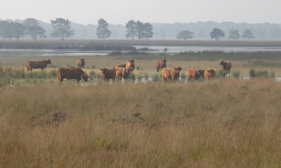 <i class='fa fa-user'></i>&nbsp;sieb&nbsp;|  Doldersummerveld&nbsp; <i class='fa fa-eye'>&nbsp;100</i> &nbsp;<i class='fa fa-thumbs-up'>&nbsp;4</i> &nbsp; <i class='fa fa-comment-o'>&nbsp;6</i>