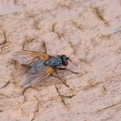<i class='fa fa-user'></i>&nbsp;janvangastel&nbsp;|  Alliopsis sp.&nbsp; <i class='fa fa-eye'>&nbsp;50</i> &nbsp; <i class='fa fa-comment-o'>&nbsp;2</i>