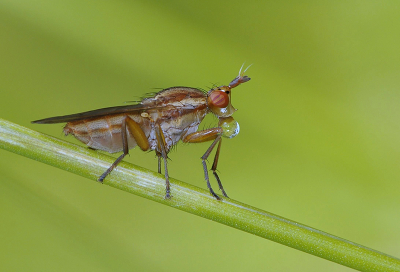<i class='fa fa-user'></i>&nbsp;Mignon-Creative&nbsp;|  Tetanocera sp.&nbsp; <i class='fa fa-eye'>&nbsp;85</i> &nbsp;<i class='fa fa-thumbs-up'>&nbsp;8</i> &nbsp; <i class='fa fa-comment-o'>&nbsp;4</i>