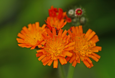 <i class='fa fa-user'></i>&nbsp;Cor&nbsp;|  Oranje Havikskruid&nbsp; <i class='fa fa-eye'>&nbsp;88</i> &nbsp;<i class='fa fa-thumbs-up'>&nbsp;8</i> &nbsp; <i class='fa fa-comment-o'>&nbsp;8</i>