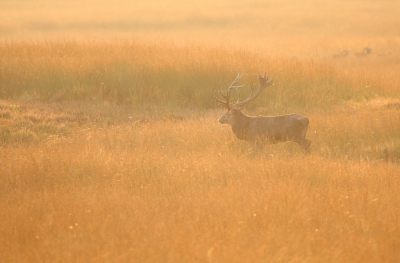 <i class='fa fa-user'></i>&nbsp;Ruben de Bruijn&nbsp;|  Edelhert&nbsp; <i class='fa fa-eye'>&nbsp;130</i> &nbsp;<i class='fa fa-thumbs-up'>&nbsp;7</i> &nbsp; <i class='fa fa-comment-o'>&nbsp;6</i>