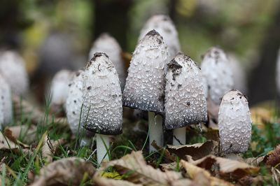 <i class='fa fa-user'></i>&nbsp;Paul Vandebroek&nbsp;|  Geschubde Inktzwam&nbsp; <i class='fa fa-eye'>&nbsp;63</i> &nbsp; <i class='fa fa-comment-o'>&nbsp;5</i>