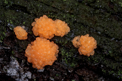 <i class='fa fa-user'></i>&nbsp;Johan van Gurp&nbsp;|  Rossig Buiskussen&nbsp; <i class='fa fa-eye'>&nbsp;85</i> &nbsp;<i class='fa fa-thumbs-up'>&nbsp;3</i> &nbsp; <i class='fa fa-comment-o'>&nbsp;3</i>