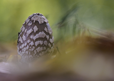 <i class='fa fa-user'></i>&nbsp;Fred Zandinga&nbsp;|  Spechtinktzwam&nbsp; <i class='fa fa-eye'>&nbsp;79</i> &nbsp;<i class='fa fa-thumbs-up'>&nbsp;2</i> &nbsp; <i class='fa fa-comment-o'>&nbsp;3</i>