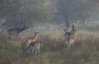 <i class='fa fa-user'></i>&nbsp;Jurgen Maassen&nbsp;|  Damhert&nbsp; <i class='fa fa-eye'>&nbsp;169</i> &nbsp;<i class='fa fa-thumbs-up'>&nbsp;14</i> &nbsp; <i class='fa fa-comment-o'>&nbsp;10</i>