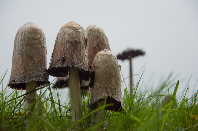 <i class='fa fa-user'></i>&nbsp;Truus Aletta Maan&nbsp;|  Geschubde Inktzwam&nbsp; <i class='fa fa-eye'>&nbsp;53</i> &nbsp;<i class='fa fa-thumbs-up'>&nbsp;4</i> &nbsp; <i class='fa fa-comment-o'>&nbsp;3</i>