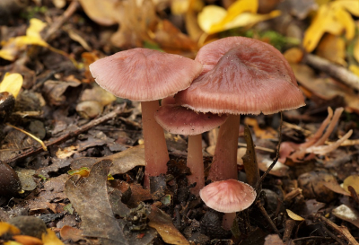 <i class='fa fa-user'></i>&nbsp;Jelle Bakker&nbsp;|  Heksenschermpje&nbsp; <i class='fa fa-eye'>&nbsp;53</i> &nbsp;<i class='fa fa-thumbs-up'>&nbsp;1</i> &nbsp; <i class='fa fa-comment-o'>&nbsp;0</i>