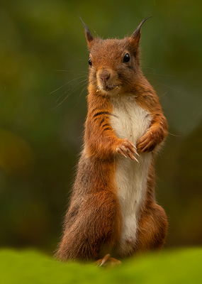 <i class='fa fa-user'></i>&nbsp;Tom&nbsp;|  Eekhoorn&nbsp; <i class='fa fa-eye'>&nbsp;125</i> &nbsp;<i class='fa fa-thumbs-up'>&nbsp;7</i> &nbsp; <i class='fa fa-comment-o'>&nbsp;5</i>