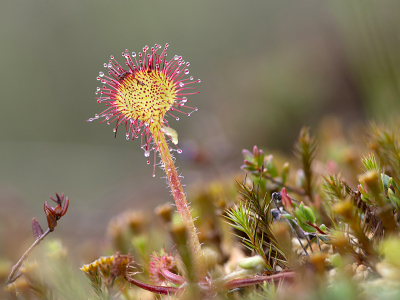 <i class='fa fa-user'></i>&nbsp;Mignon-Creative&nbsp;|  Ronde Zonnedauw&nbsp; <i class='fa fa-eye'>&nbsp;85</i> &nbsp;<i class='fa fa-thumbs-up'>&nbsp;4</i> &nbsp; <i class='fa fa-comment-o'>&nbsp;5</i>