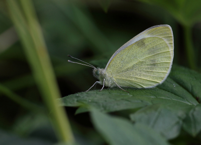 En specifieke ader op de bovenvleugel (onderkant bekijken) is bij het klein koolwitje gevorkt, bij het scheefbloemwitje niet.

https://www.nathalienatuurfotografie.com/natuur-in-eigen-tuin/scheefbloemwitje-een-relatief-nieuw-witje


Scheefbloemwitje
Het Scheefbloemwitje (Pieris mannii) is een zeldzame vlinder die in 2015 voor het eerst in Nederland werd gezien. Oorspronkelijk kwam de vlinder vooral voor in de Alpen op rotsige berghellingen, maar inmiddels voelt de soort zich ook prima thuis in rotstuintjes in een groter deel van Europa. In vrij korte tijd heeft de vlinder zich over een groot deel van Nederland verspreid.

Het Scheefbloemwitje heeft grote zwarte vlekken in het midden van de vleugel. De vrouwtjes hebben er twee en de mannetjes n. De vlekken ogen vrij hoekig. Vrouwtjes hebben soms ook een langwerpige grijzige vlek aan de binnenrand van de voorvleugel, die bij de mannetjes ontbreekt of bijna onzichtbaar is.

Scheefbloemwitje (Pieris mannii)
Scheefbloemwitje vrouwtje
Een mannetje van het Scheefbloemwitje. De mannetjes hebben n grote zwarte vlek in het midden van de vleugel.

Scheefbloemwitje (Pieris mannii) mannetje
Scheefbloemwitje mannetje
Scheefbloemwitje (Pieris mannii) mannetje
Scheefbloemwitje mannetje
Scheefbloemwitje (Pieris mannii) mannetje
Scheefbloemwitje mannetje
Bij dit mannetje loopt de zwarte vleugelvlek zover door dat het bijna een Groot koolwitje lijkt. Maar in combinatie met de vorm van de middenvlek en de rondere vleugelpunt is het toch herkenbaar als Scheefbloemwitje.

Scheefbloemwitje (Pieris mannii)
Scheefbloemwitje mannetje
Scheefbloemwitje (Pieris mannii) mannetje
Scheefbloemwitje mannetje
De onderkant van de vleugels van het Scheefbloemwitje is gespikkeld, net als bij het Klein koolwitje. De bestuiving is overal ongeveer even dicht, terwijl bij het Klein koolwitje de bestuiving wat dichter is op de onderste deel van de vleugel.