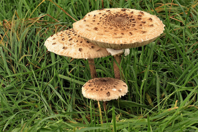 <i class='fa fa-user'></i>&nbsp;frbeuming&nbsp;|  Grote Parasolzwam&nbsp; <i class='fa fa-eye'>&nbsp;44</i> &nbsp; <i class='fa fa-comment-o'>&nbsp;2</i>