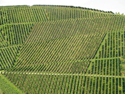 <i class='fa fa-user'></i>&nbsp;sieb&nbsp;|  Monocultuur&nbsp; <i class='fa fa-eye'>&nbsp;128</i> &nbsp;<i class='fa fa-thumbs-up'>&nbsp;6</i> &nbsp; <i class='fa fa-comment-o'>&nbsp;9</i>