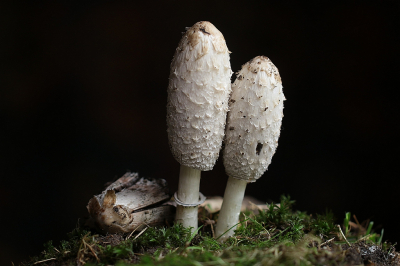 <i class='fa fa-user'></i>&nbsp;frbeuming&nbsp;|  Geschubde Inktzwam&nbsp; <i class='fa fa-eye'>&nbsp;58</i> &nbsp;<i class='fa fa-thumbs-up'>&nbsp;3</i> &nbsp; <i class='fa fa-comment-o'>&nbsp;3</i>