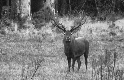 <i class='fa fa-user'></i>&nbsp;nelappelmelk&nbsp;|  Edelhert&nbsp; <i class='fa fa-eye'>&nbsp;134</i> &nbsp;<i class='fa fa-thumbs-up'>&nbsp;3</i> &nbsp; <i class='fa fa-comment-o'>&nbsp;3</i>