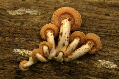 <i class='fa fa-user'></i>&nbsp;Nel R&nbsp;|  Zalmzwam&nbsp; <i class='fa fa-eye'>&nbsp;96</i> &nbsp;<i class='fa fa-thumbs-up'>&nbsp;8</i> &nbsp; <i class='fa fa-comment-o'>&nbsp;4</i>