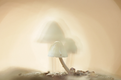 <i class='fa fa-user'></i>&nbsp;Tessers&nbsp;|  Melksteelmycena&nbsp; <i class='fa fa-eye'>&nbsp;103</i> &nbsp;<i class='fa fa-thumbs-up'>&nbsp;6</i> &nbsp; <i class='fa fa-comment-o'>&nbsp;5</i>