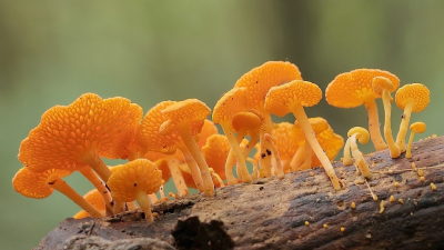 <i class='fa fa-user'></i>&nbsp;Rob Belterman&nbsp;|  Oranje Poriezwam&nbsp; <i class='fa fa-eye'>&nbsp;153</i> &nbsp;<i class='fa fa-thumbs-up'>&nbsp;14</i> &nbsp; <i class='fa fa-comment-o'>&nbsp;8</i>