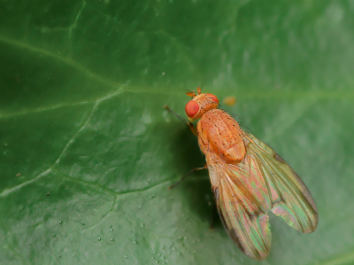 <i class='fa fa-user'></i>&nbsp;janvangastel&nbsp;|  Minettia inusta&nbsp; <i class='fa fa-eye'>&nbsp;79</i> &nbsp;<i class='fa fa-thumbs-up'>&nbsp;1</i> &nbsp; <i class='fa fa-comment-o'>&nbsp;5</i>