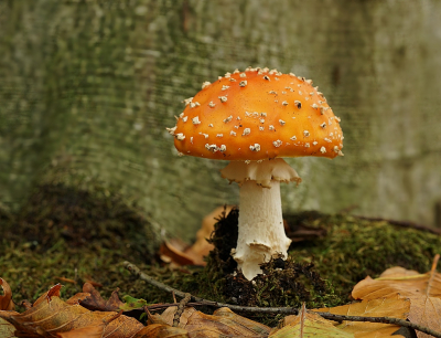 <i class='fa fa-user'></i>&nbsp;Ben Aalders&nbsp;|  Vliegenzwam&nbsp; <i class='fa fa-eye'>&nbsp;80</i> &nbsp;<i class='fa fa-thumbs-up'>&nbsp;4</i> &nbsp; <i class='fa fa-comment-o'>&nbsp;4</i>