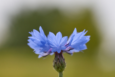 <i class='fa fa-user'></i>&nbsp;Corn� Stam&nbsp;|  Korenbloem&nbsp; <i class='fa fa-eye'>&nbsp;56</i> &nbsp;<i class='fa fa-thumbs-up'>&nbsp;1</i> &nbsp; <i class='fa fa-comment-o'>&nbsp;0</i>