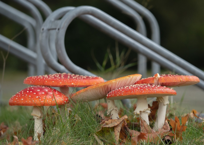 <i class='fa fa-user'></i>&nbsp;Tim Oord&nbsp;|  Vliegenzwam&nbsp; <i class='fa fa-eye'>&nbsp;94</i> &nbsp; <i class='fa fa-comment-o'>&nbsp;4</i>