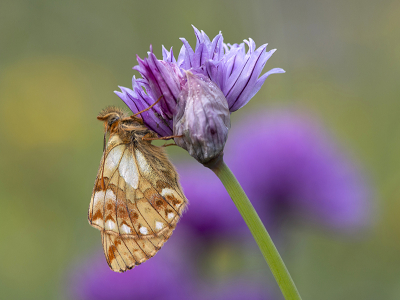 <i class='fa fa-user'></i>&nbsp;Mignon-Creative&nbsp;|  Herdersparelmoervlinder&nbsp; <i class='fa fa-eye'>&nbsp;86</i> &nbsp;<i class='fa fa-thumbs-up'>&nbsp;7</i> &nbsp; <i class='fa fa-comment-o'>&nbsp;5</i>