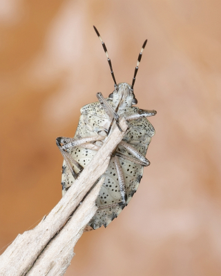 <i class='fa fa-user'></i>&nbsp;Johan van Gurp&nbsp;|  Grauwe Schildwants&nbsp; <i class='fa fa-eye'>&nbsp;72</i> &nbsp;<i class='fa fa-thumbs-up'>&nbsp;3</i> &nbsp; <i class='fa fa-comment-o'>&nbsp;3</i>