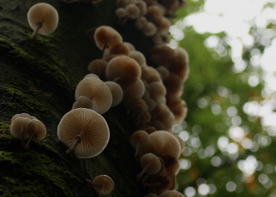 <i class='fa fa-user'></i>&nbsp;Ruben de Bruijn&nbsp;|  Porseleinzwam&nbsp; <i class='fa fa-eye'>&nbsp;81</i> &nbsp;<i class='fa fa-thumbs-up'>&nbsp;1</i> &nbsp; <i class='fa fa-comment-o'>&nbsp;0</i>