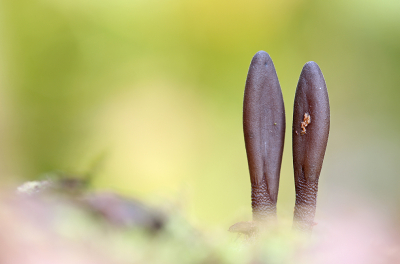 <i class='fa fa-user'></i>&nbsp;Pieter  LJ&nbsp;|  Aardtong sp.&nbsp; <i class='fa fa-eye'>&nbsp;103</i> &nbsp;<i class='fa fa-thumbs-up'>&nbsp;2</i> &nbsp; <i class='fa fa-comment-o'>&nbsp;6</i>