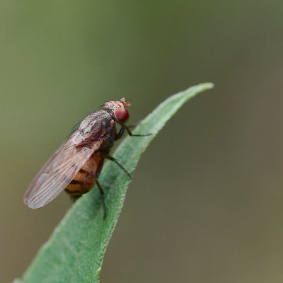 <i class='fa fa-user'></i>&nbsp;janvangastel&nbsp;|  Minettia fasciata&nbsp; <i class='fa fa-eye'>&nbsp;53</i> &nbsp;<i class='fa fa-thumbs-up'>&nbsp;1</i> &nbsp; <i class='fa fa-comment-o'>&nbsp;1</i>