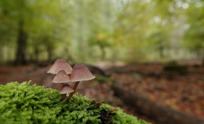 <i class='fa fa-user'></i>&nbsp;nelappelmelk&nbsp;|  Grote Bloedsteelmycena&nbsp; <i class='fa fa-eye'>&nbsp;100</i> &nbsp;<i class='fa fa-thumbs-up'>&nbsp;6</i> &nbsp; <i class='fa fa-comment-o'>&nbsp;5</i>