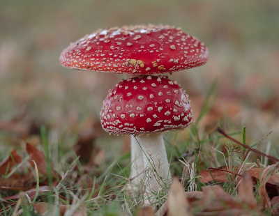 <i class='fa fa-user'></i>&nbsp;Tim Oord&nbsp;|  Vliegenzwam&nbsp; <i class='fa fa-eye'>&nbsp;76</i> &nbsp;<i class='fa fa-thumbs-up'>&nbsp;2</i> &nbsp; <i class='fa fa-comment-o'>&nbsp;3</i>