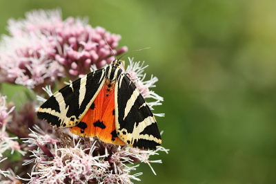 <i class='fa fa-user'></i>&nbsp;Paul Vandebroek&nbsp;|  Spaanse Vlag&nbsp; <i class='fa fa-eye'>&nbsp;82</i> &nbsp;<i class='fa fa-thumbs-up'>&nbsp;5</i> &nbsp; <i class='fa fa-comment-o'>&nbsp;5</i>