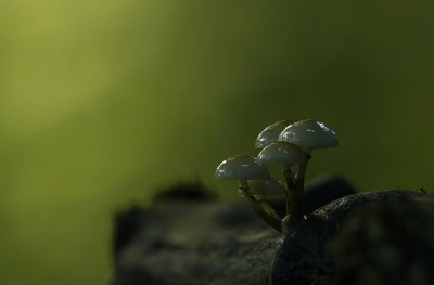 <i class='fa fa-user'></i>&nbsp;Eric Gibcus&nbsp;|  Porseleinzwam&nbsp; <i class='fa fa-eye'>&nbsp;104</i> &nbsp;<i class='fa fa-thumbs-up'>&nbsp;6</i> &nbsp; <i class='fa fa-comment-o'>&nbsp;9</i>