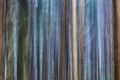 <i class='fa fa-user'></i>&nbsp;Pieter  LJ&nbsp;|  Bomen&nbsp; <i class='fa fa-eye'>&nbsp;112</i> &nbsp;<i class='fa fa-thumbs-up'>&nbsp;3</i> &nbsp; <i class='fa fa-comment-o'>&nbsp;8</i>