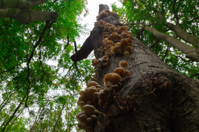 <i class='fa fa-user'></i>&nbsp;Niels72&nbsp;|  Porseleinzwam&nbsp; <i class='fa fa-eye'>&nbsp;69</i> &nbsp; <i class='fa fa-comment-o'>&nbsp;2</i>