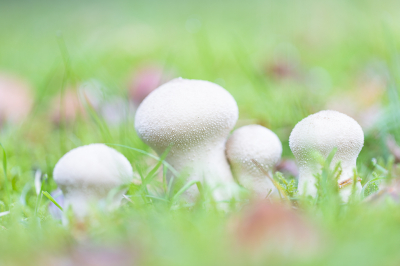 Deze stuifzwammen stonden mooi in de schaduw in het gras. Heb gekozen om de foto wat van schuin van boven te maken de achtergrond  was dan mooi high key groen. Op statief gemaakt.