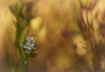 <i class='fa fa-user'></i>&nbsp;Nel R&nbsp;|  Zilte Schijnspurrie&nbsp; <i class='fa fa-eye'>&nbsp;73</i> &nbsp;<i class='fa fa-thumbs-up'>&nbsp;10</i> &nbsp; <i class='fa fa-comment-o'>&nbsp;9</i>