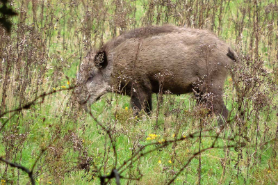 <i class='fa fa-user'></i>&nbsp;A. Soeting&nbsp;|  Wild Zwijn&nbsp; <i class='fa fa-eye'>&nbsp;114</i> &nbsp;<i class='fa fa-thumbs-up'>&nbsp;1</i> &nbsp; <i class='fa fa-comment-o'>&nbsp;3</i>