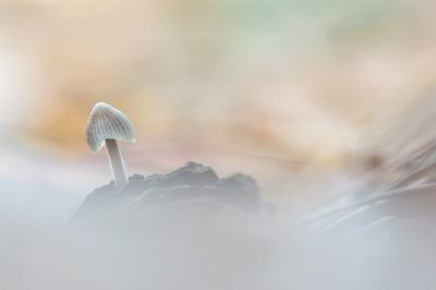 <i class='fa fa-user'></i>&nbsp;Johan van Gurp&nbsp;|  Mycena sp.&nbsp; <i class='fa fa-eye'>&nbsp;89</i> &nbsp;<i class='fa fa-thumbs-up'>&nbsp;9</i> &nbsp; <i class='fa fa-comment-o'>&nbsp;7</i>
