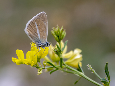 <i class='fa fa-user'></i>&nbsp;Mignon-Creative&nbsp;|  Witstreepblauwtje&nbsp; <i class='fa fa-eye'>&nbsp;77</i> &nbsp;<i class='fa fa-thumbs-up'>&nbsp;6</i> &nbsp; <i class='fa fa-comment-o'>&nbsp;6</i>