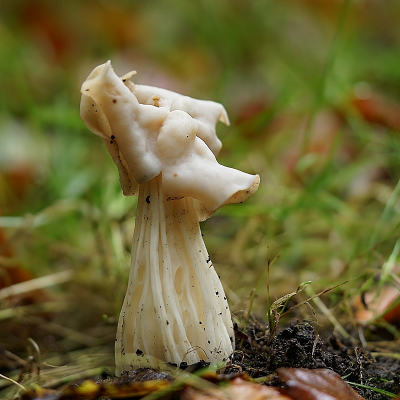 <i class='fa fa-user'></i>&nbsp;Ben Aalders&nbsp;|  Witte Kluifzwam&nbsp; <i class='fa fa-eye'>&nbsp;62</i> &nbsp; <i class='fa fa-comment-o'>&nbsp;3</i>