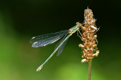 Eentje uit het archief.
90mm macro, 1/200, f6,3