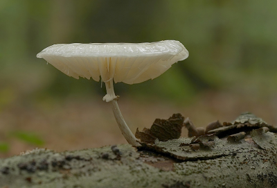 <i class='fa fa-user'></i>&nbsp;Ben Aalders&nbsp;|  Porseleinzwam&nbsp; <i class='fa fa-eye'>&nbsp;58</i> &nbsp;<i class='fa fa-thumbs-up'>&nbsp;2</i> &nbsp; <i class='fa fa-comment-o'>&nbsp;1</i>