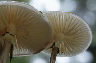 <i class='fa fa-user'></i>&nbsp;Pieter  LJ&nbsp;|  Porseleinzwam&nbsp; <i class='fa fa-eye'>&nbsp;63</i> &nbsp; <i class='fa fa-comment-o'>&nbsp;4</i>