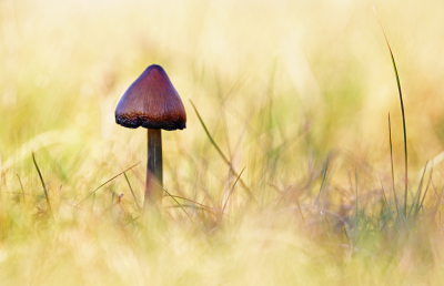 <i class='fa fa-user'></i>&nbsp;Pieter  LJ&nbsp;|  Zwartwordende Wasplaat&nbsp; <i class='fa fa-eye'>&nbsp;64</i> &nbsp;<i class='fa fa-thumbs-up'>&nbsp;6</i> &nbsp; <i class='fa fa-comment-o'>&nbsp;5</i>